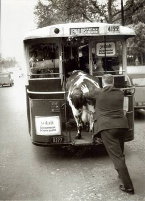 La vache dans l'omnibus parisien 1.jpg